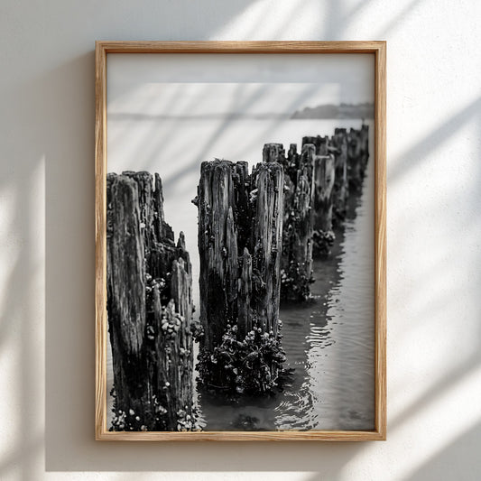 Black and white wall decor photograph of weathered wooden pier pilings in calm water with marine growth
