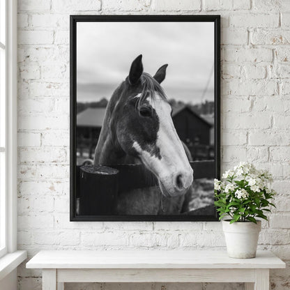 Piebald Horse Farm Portrait Poster | Black and White Photography Print | Vintage Farm Wall Art | Retro Western Animal Decor