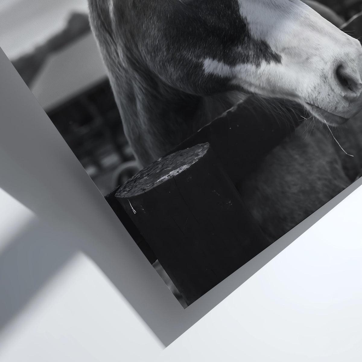 Piebald Horse Farm Portrait Poster | Black and White Photography Print | Vintage Farm Wall Art | Retro Western Animal Decor