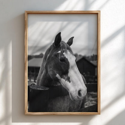 Piebald Horse Farm Portrait Poster | Black and White Photography Print | Vintage Farm Wall Art | Retro Western Animal Decor