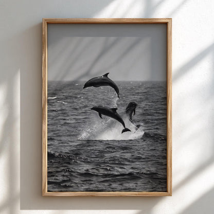Dolphins Leaping Above Waves Poster | Black and White Photography Print | Vintage Ocean Wall Art | Retro Coastal Nature Decor